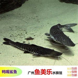 撒旦鴨嘴魚批發(fā)：撒旦鴨嘴魚批發(fā)與貨源基地的信息 龍魚百科 第2張