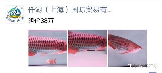 龍魚做掉眼手術(shù)后變透明了怎么辦：探討龍魚掉眼手術(shù)后變透明的問題之前需要了解龍魚掉眼的原因和治療方法