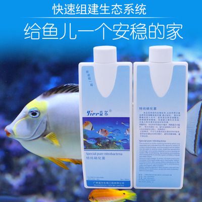 龍魚(yú)戰(zhàn)船地圖混養(yǎng)：龍魚(yú)、戰(zhàn)船和地圖魚(yú)可以混養(yǎng)嗎？