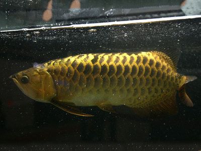 龍魚(yú)在中國(guó)可以繁殖嗎：龍魚(yú)在中國(guó)可以繁殖嗎？ 龍魚(yú)百科 第3張