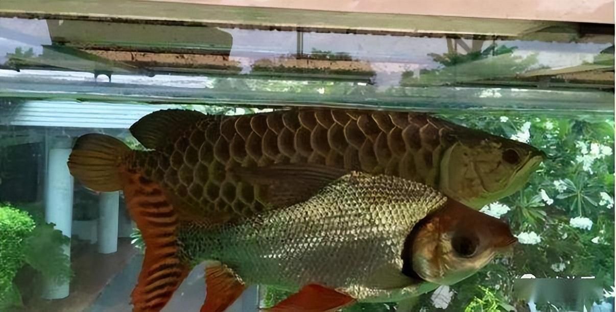 野生龍魚吃什么？：野生龍魚主要以哪些食物為食