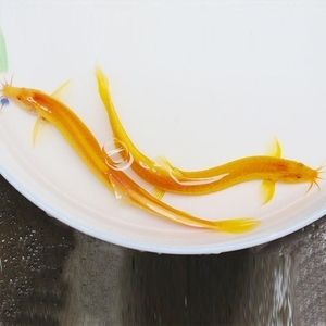 野生龍魚吃什么？：野生龍魚主要以哪些食物為食