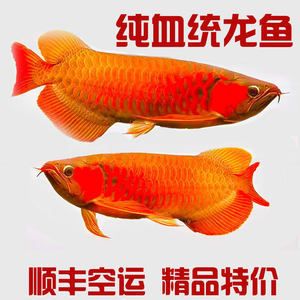 印尼紅龍魚苗價(jià)格多少一條?。河∧峒t龍魚苗價(jià)格