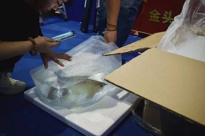 龍魚做眼睛手術(shù)多少錢：龍魚眼睛手術(shù)的費(fèi)用是多少龍魚眼睛手術(shù)的費(fèi)用是多少