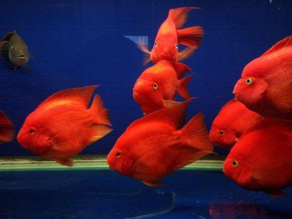 祥龍龍魚專用水族燈：祥龍品牌的龍魚專用水族燈