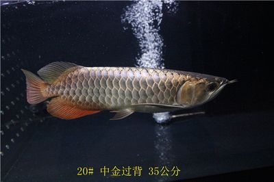 龍魚怎么養(yǎng)殖方法視頻：龍魚養(yǎng)殖方法文字信息，龍魚養(yǎng)殖方法詳解