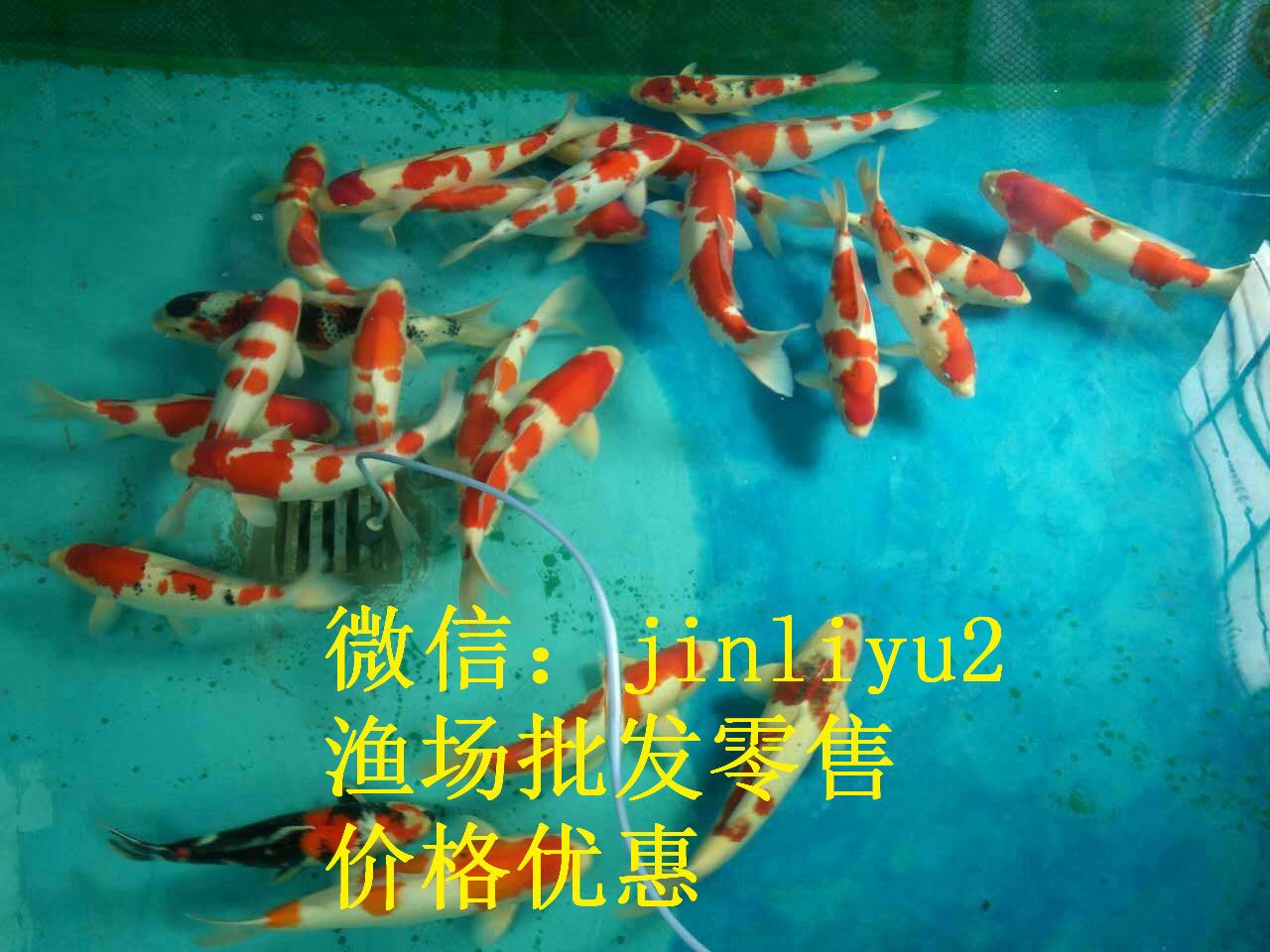 龍魚怎么爬背：金龍魚爬背的方法