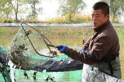 小龍魚(yú)苗吃什么食物好：如何喂養(yǎng)小龍魚(yú)苗