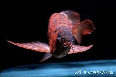 白子紅龍魚批發(fā)：呼和浩特水族批發(fā)市場和西安花鳥魚蟲市場和西安花鳥魚蟲市場