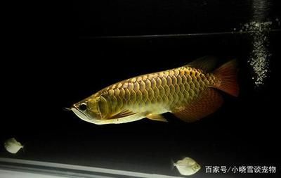 養(yǎng)紅龍魚(yú)放沉木的作用是什么：養(yǎng)紅龍魚(yú)放沉木有什么作用？