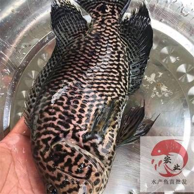 龍魚撞缸絕食怎么回事：龍魚撞缸與拒食的原因和解決方法和解決方法龍魚撞缸