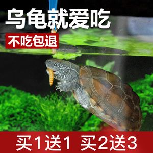 什么牌子的紅龍魚最好看：如何選擇紅龍魚的飼料