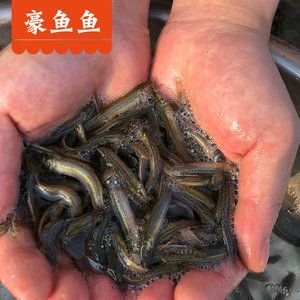 小龍魚(yú)不吃飼料怎么辦呀：小龍魚(yú)不吃飼料可能有多種原因以下是一些可能的解決方案 龍魚(yú)百科 第3張