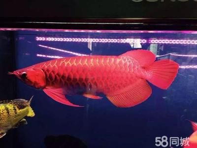 魚缸24小時開燈對龍魚有影響嗎：魚缸24小時開燈對龍魚有影響嗎？