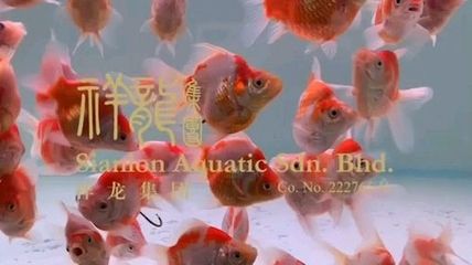 大日玉鯖魚批發(fā)：關(guān)于大日玉鯖魚批發(fā)和貨源基地的一些信息