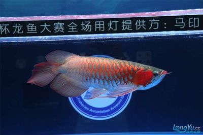 龍魚(yú)用什么燈好一點(diǎn)：如何選擇適合龍魚(yú)的燈具 龍魚(yú)百科 第2張