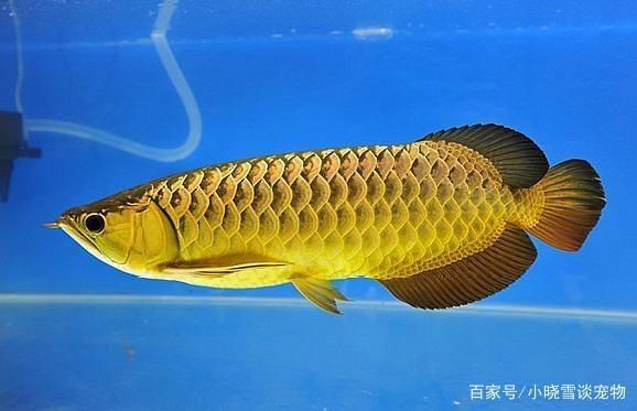 麻醉對(duì)龍魚有什么影響嗎：麻醉對(duì)龍魚有什么影響 龍魚百科 第2張