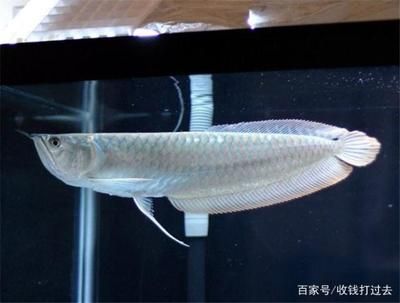 麻醉對(duì)龍魚有什么影響嗎：麻醉對(duì)龍魚有什么影響 龍魚百科 第3張