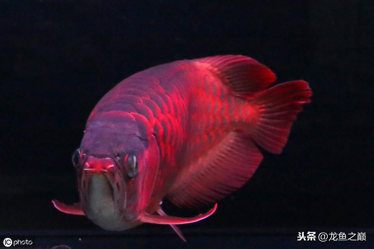 為什么龍魚(yú)老是跳缸怎么回事：龍魚(yú)為什么會(huì)跳缸？