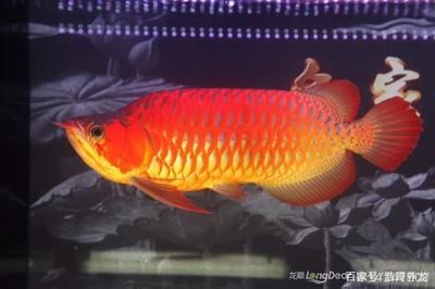 適合與紅龍魚混養(yǎng)的魚有哪些：幾種適合與紅龍魚混養(yǎng)的魚種