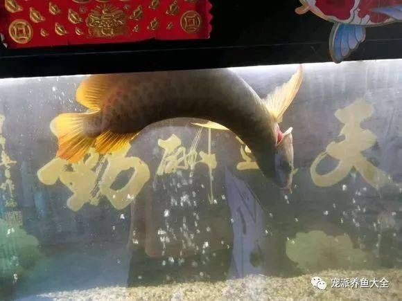 養(yǎng)龍魚需要什么魚缸：養(yǎng)龍魚的注意事項