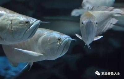 龍魚(yú)最小要多大缸：養(yǎng)殖龍魚(yú)的新手選擇合適的魚(yú)缸尺寸是非常重要的