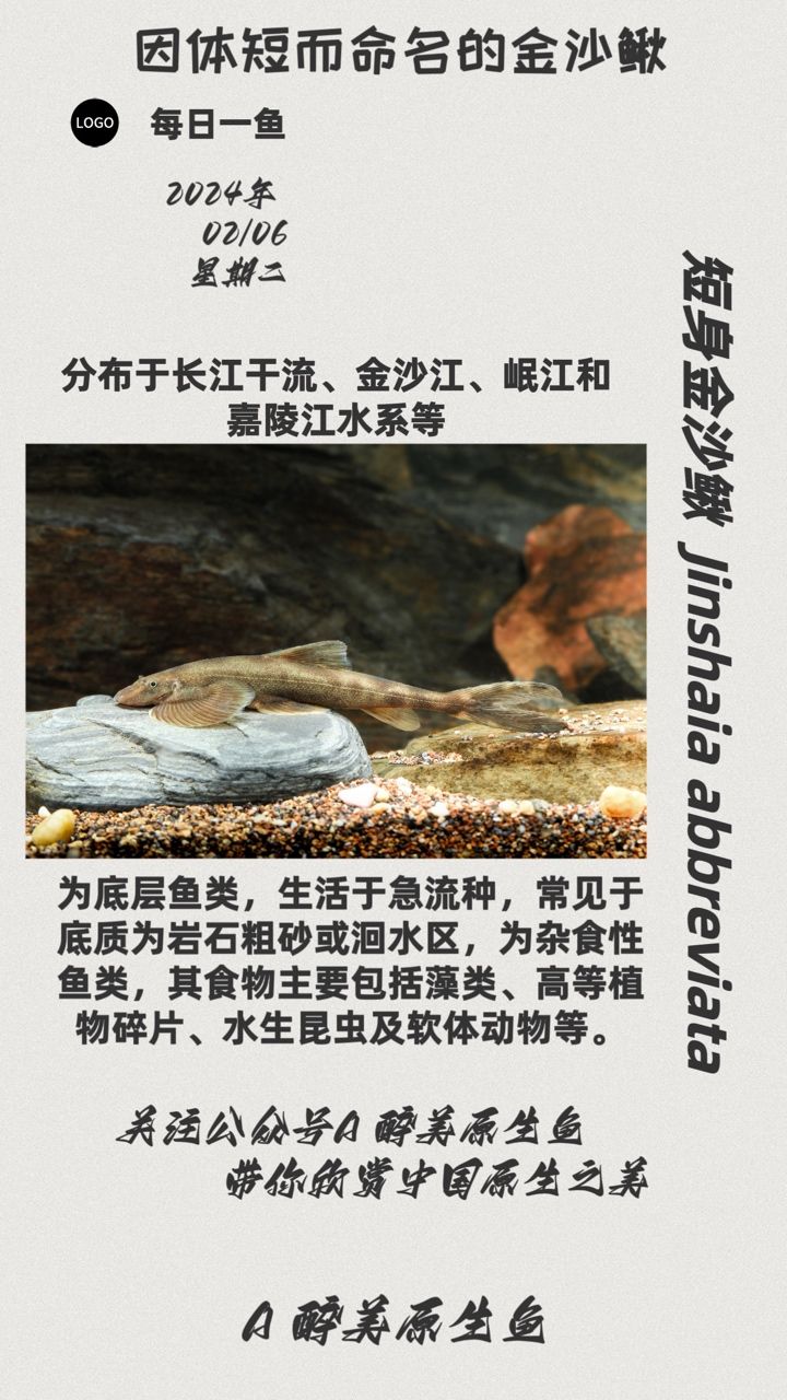 短身金沙鰍：分布長江干流，金沙江等金沙江等，金沙江等 觀賞魚論壇