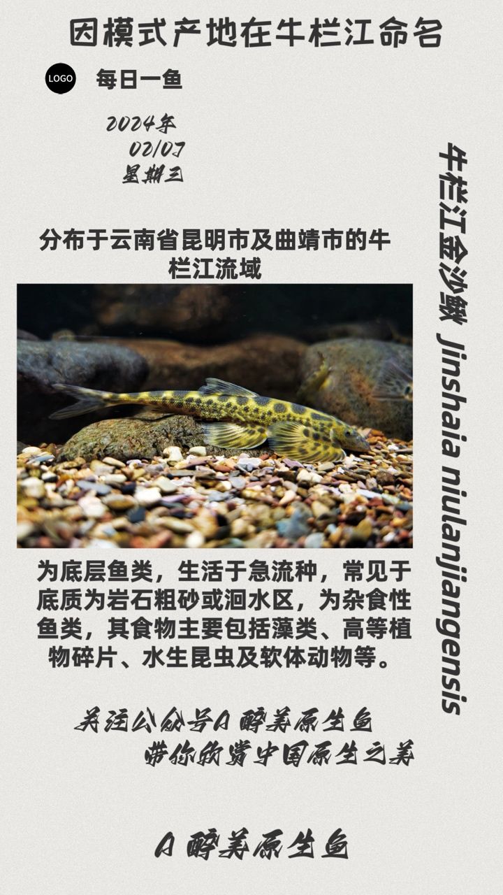 牛欄江金沙鰍：分布在牛欄江水系 觀賞魚論壇