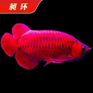 血艷紅龍魚(yú)：一條2公斤的特種血紅龍魚(yú)被拍賣(mài)到了400萬(wàn)