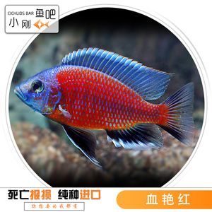 血艷紅龍魚(yú)：一條2公斤的特種血紅龍魚(yú)被拍賣(mài)到了400萬(wàn)