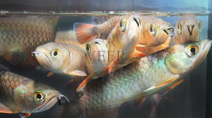 七紋巨鯉魚批發(fā)：七紋巨鯉魚批發(fā)信息