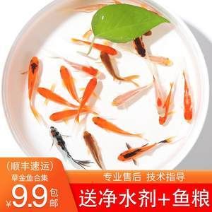 小型金龍魚(yú)多少錢(qián)：小型金龍魚(yú)價(jià)格