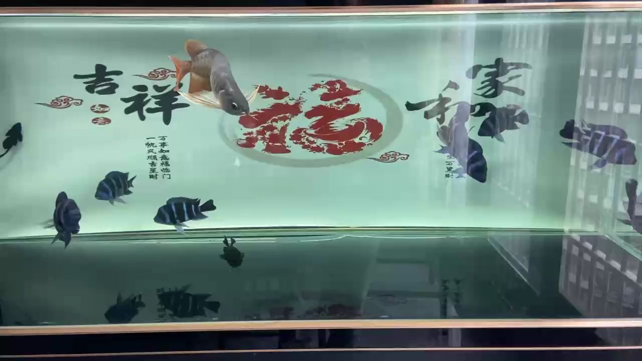 新配魚(yú)：新配魚(yú),水精靈520評(píng)論：66,閑玩南美評(píng)論 觀賞魚(yú)論壇