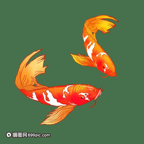 養(yǎng)錦鯉好還是養(yǎng)龍魚(yú)好：養(yǎng)錦鯉好還是養(yǎng)龍魚(yú)好呢？ 龍魚(yú)百科 第3張