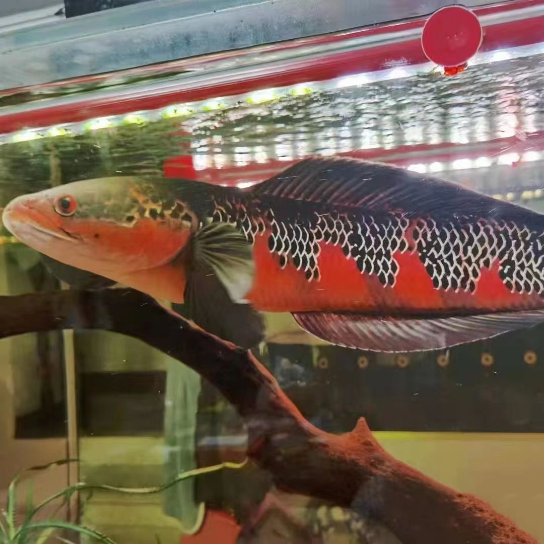 馬拉莫寶石混養(yǎng)龍魚：馬拉莫寶石魚與龍魚混養(yǎng)需要注意什么？