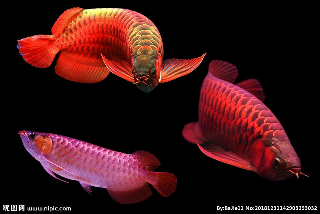 世界上最大的紅龍魚(yú)是什么魚(yú)：世界上最大的紅龍魚(yú)體長(zhǎng)可以達(dá)到1.7米 龍魚(yú)百科 第2張