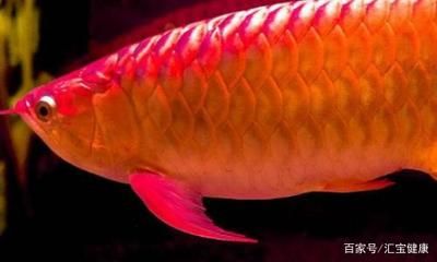 世界上最大的紅龍魚(yú)是什么魚(yú)：世界上最大的紅龍魚(yú)體長(zhǎng)可以達(dá)到1.7米 龍魚(yú)百科 第1張