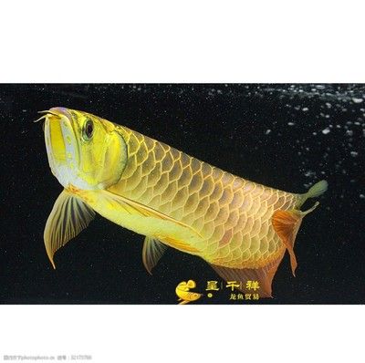 祥龍龍魚官方網(wǎng)站下載：關(guān)于祥龍魚場(chǎng)官方網(wǎng)站下載的問題