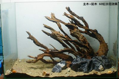 養(yǎng)龍魚(yú)放沉木好不好：養(yǎng)龍魚(yú)放沉木好還是放沉木好