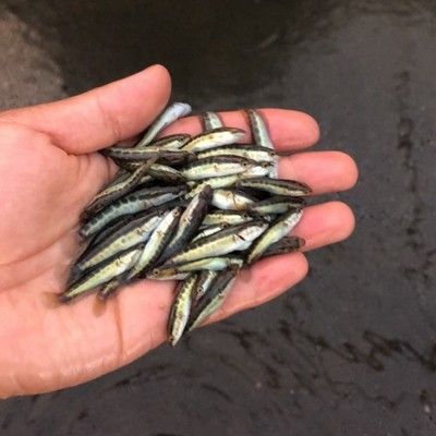 龍魚跳缸沒呼吸還能救嗎：如果龍魚跳缸后沒有呼吸，仍然有可能通過上面的一些措施進(jìn)行搶救和恢復(fù)