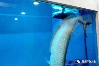 龍魚怎么看公母視頻：如何識別龍魚公母 龍魚百科 第2張