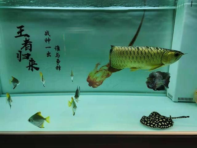 龍魚自己跳出魚缸死了咋回事：龍魚為什么會跳出魚缸？