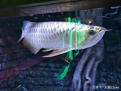 如何把金龍魚養(yǎng)好：金龍魚的繁殖方法 龍魚百科 第1張