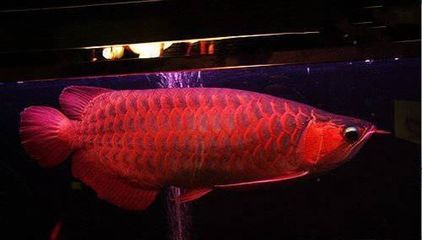 新加坡龍魚為什么便宜：新加坡紅龍魚為什么便宜？