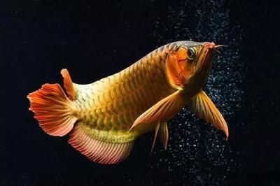 血紅龍魚多少錢一條10cm