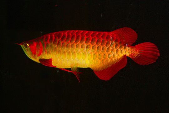 最漂亮的紅龍魚：關(guān)于“最漂亮的紅龍魚”