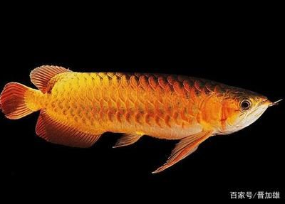 龍魚(yú)張不開(kāi)嘴怎么回事：龍魚(yú)嘴巴張不開(kāi)怎么辦