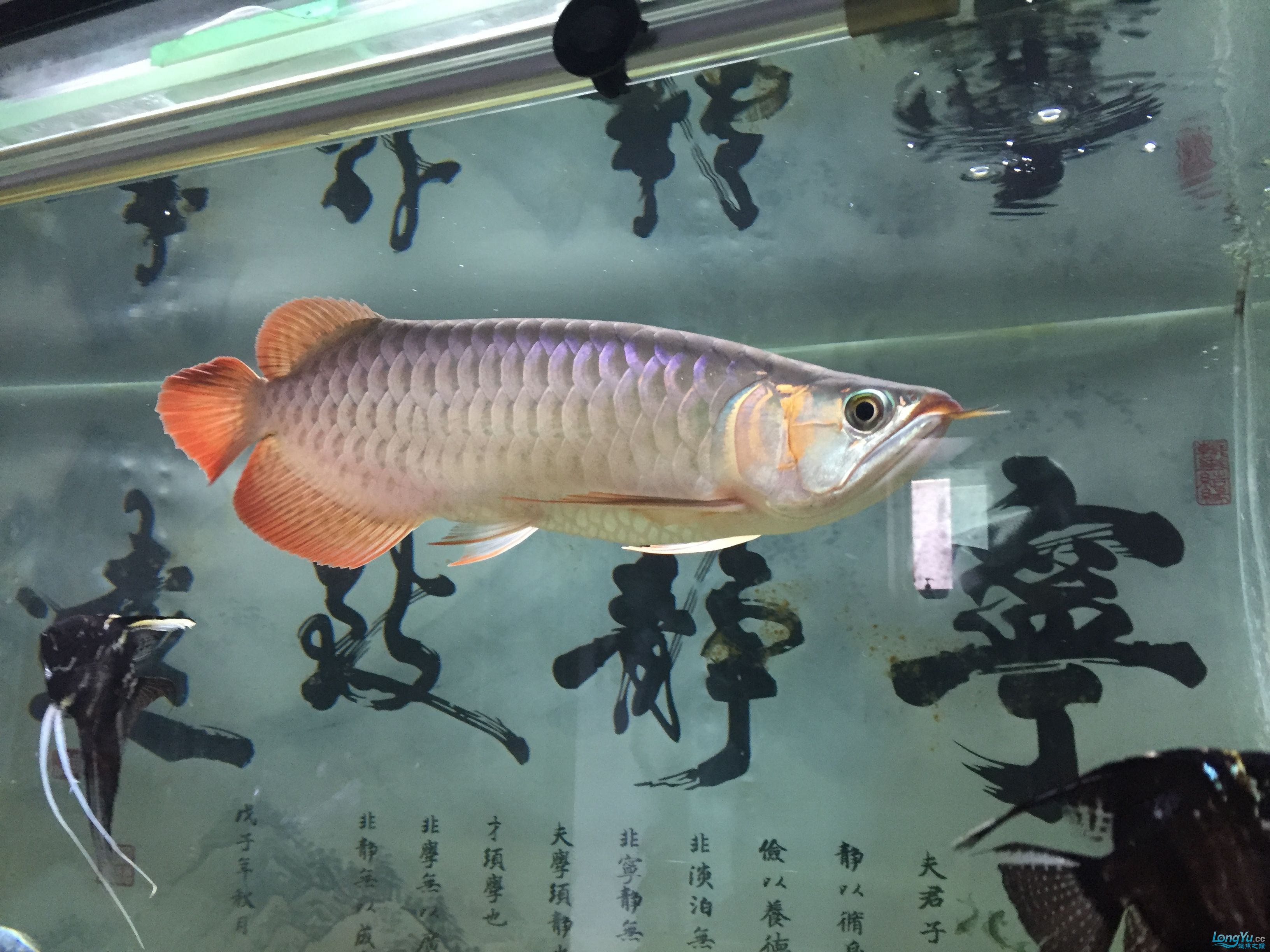 龍魚(yú)張不開(kāi)嘴怎么回事：龍魚(yú)嘴巴張不開(kāi)怎么辦