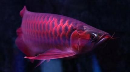 新加坡紅龍魚(yú)視頻在線觀看免費(fèi)：關(guān)于新加坡紅龍魚(yú)的視頻在線觀看免費(fèi)的相關(guān)信息 龍魚(yú)百科 第2張