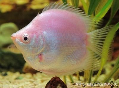 新手養(yǎng)金龍魚(yú)怎么解決：養(yǎng)金龍魚(yú)的基本知識(shí)和技巧金龍魚(yú)養(yǎng)殖注意事項(xiàng)